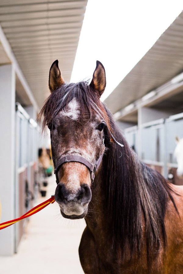 Can AI Identify and Mitigate Bias in Job Recruitment Processes?